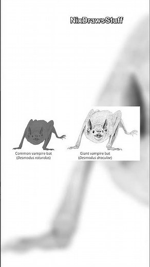 Giant Bat That Ate Saber Toothed Tigers!
