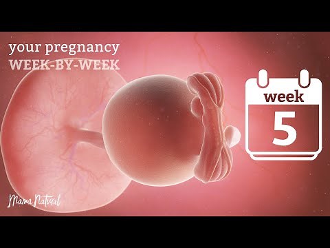5 Weeks Pregnant - Natural Pregnancy Week-By-Week