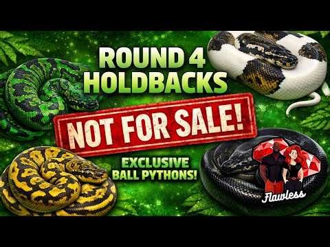YEAR 3 and We’re Producing THESE?! 🔥 Flawless Ball Python Holdbacks 2025