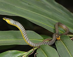 Green Tree snake