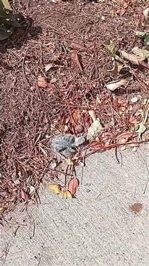 #Chickens #Oahu #Hawaii #Kapolei #Darwinism #Chiks #BabyChicks