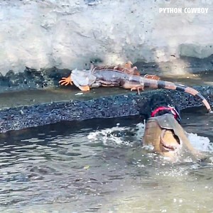 Otto Doing What He Does Best! | Python Cowboy Hunts