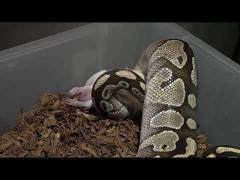 Python kills and eats large rat / Warning live Feeding