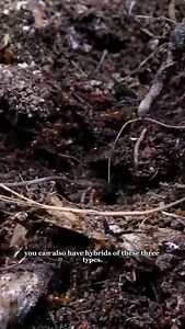 AntsCanada Tutorial: Ant Farms & Maintenance #antscanada | AntsCanada