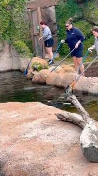 Alligator Feeding Time at the Mississippi Aquarium!