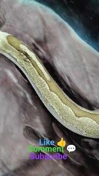 Pastel Bamboo paradox ball python. #paradox #bamboo #pastel #ballpython