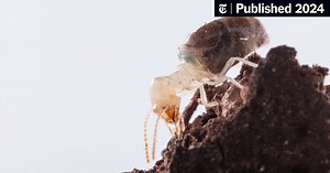 Beware the Toxic and Explosive Blue Backpack This Termite Carries