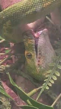 green tree python has huge teeth eating a quail #snake