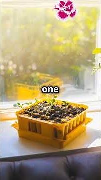 How to Grow Carnations from Seeds | Best Time to Sow