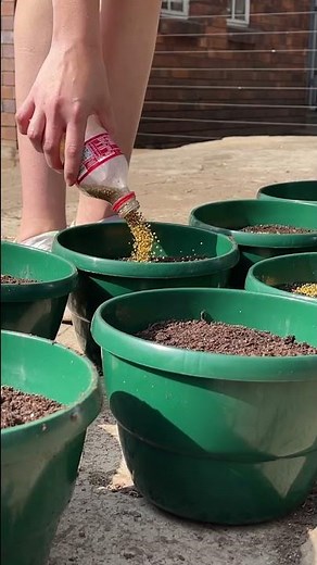 What is the Best Soil for Container Gardening?