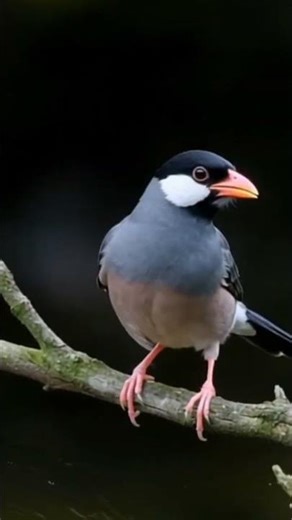 Java Sparrow Bird | Beautiful & Rare Indonesian Bird #birds