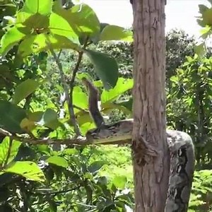 Brave Man Saves A Crocodile From Python. | Being Woman