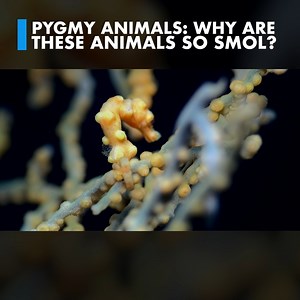 24K views · 551 reactions | While being the biggest often has a huge evolutionary advantage, sometimes being the smallest can also help a species thrive. These formerly full-sized creatures have become fun-sized over time. #animals #pygmy #pygmyanimals #wildlife #animalvideos | Animalogic | Facebook