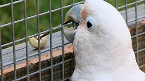 Parrot in captivity manufactures tools, something not seen in the wild