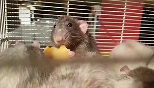 111 reactions · 14 comments | Exploding Fish's Rat Mischief Official Fanpage on Reels | Facebook