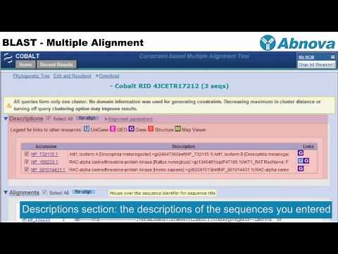 BLAST - Multiple Alignment