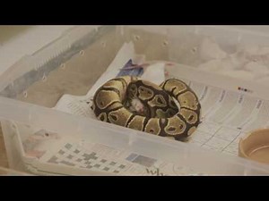 Feeding Techniques for Royal Pythons