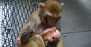 The animal rights group PETA obtained video from the National Institutes of Health showing these lab studies on rhesus monkeys