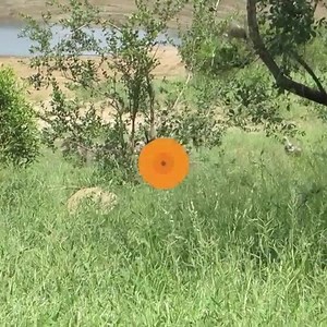 2.3M views · 6.1K reactions | Painful predation after a deer escapes from a lion, killed by a hippopotamus. Subscribe to the YouTube channelww https://www.youtube.com/channel/UCSYeBqGSTf15VPexXIC_b6Q | Hội những bạn trẻ sắp thoát FA | Facebook