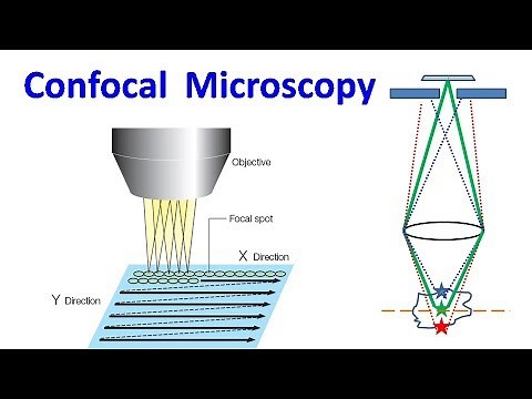 Confocal Microscopy