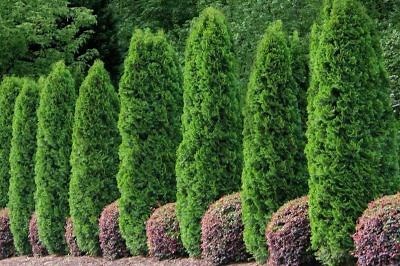 Emerald Green Arborvitae Spacing And Growth Rate