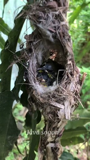 Checking out the Sogon Nest Part 2