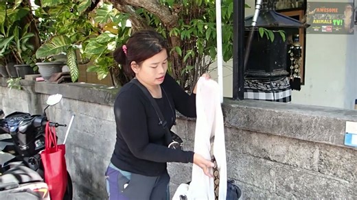 Witnessing enormous reticulated python in the wild during field research