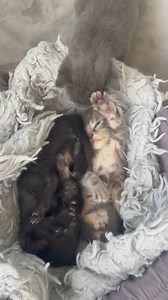 Who remembers Monty Python?! | Helen Sanders CatPAWS