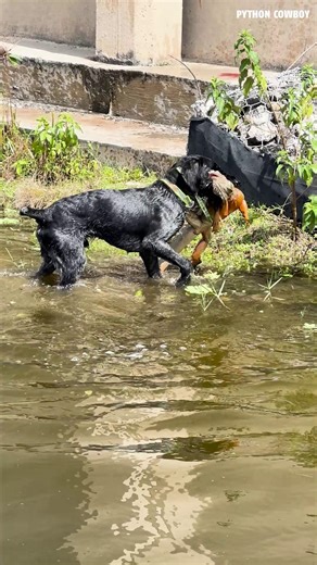 These pups come from dogs that don’t quit. Otto and Rogue aren’t just parents…They’re workers. Two dogs that have put in countless miles in the Everglades tracking, locating, and holding pressure when it matters most. | Python Cowboy Hunts