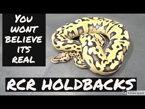 INSANE BALL PYTHON HOLDBACKS!! DESERT GHOST PUZZLE!!!!