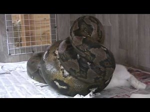 1st and last live rabbit feeding to my reticulated pythons !!!!!