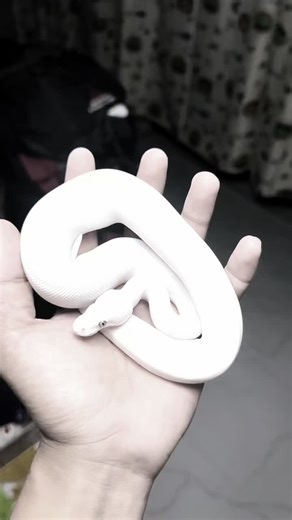 Babay Tin My BEL ball Python ##ballpython #frecklestheballpythoneating #ballpythonbreeder #ballpyhthon #ballpythonsoftiktok #tiktok #ballpyhton #ballphytonmorph #ballpythonphilippines #trending #fyp #ballpythonmorph #ballpythonlover #pythonregius #python #ballpythonBel #ballpythonwhite #whitesnake