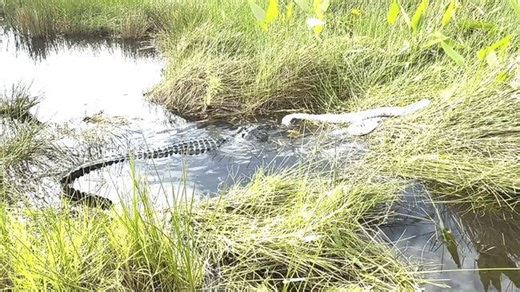 Alligator Does Its Part to Fight Python Invasion in Everglades