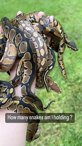Must boop every snoot 🥹 #ballpythons#ballpythonmorph#boop#babies#cute | Tango Thedwarf Caiman