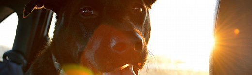 Certificate in Applied Animal Behavior