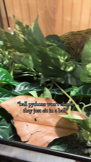 Understanding Ball Python Climbing Behavior