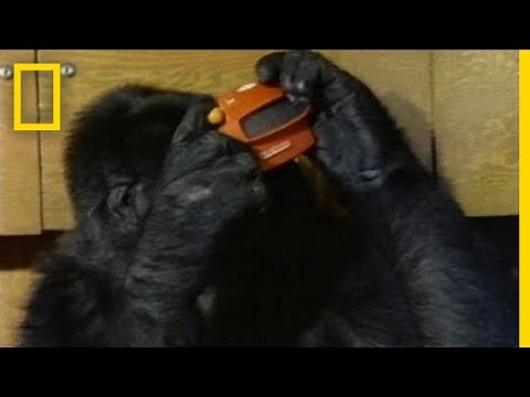 Watch Koko the Gorilla Use Sign Language in This 1981 Film | National Geographic