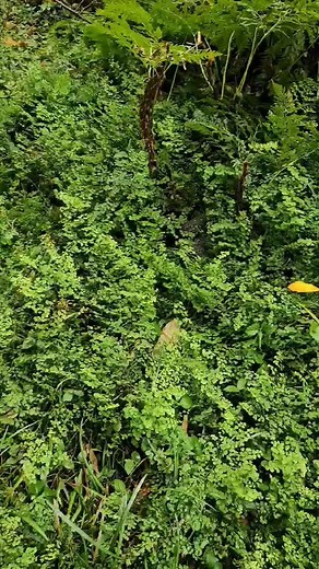 Diamond python from Mt Pleasant. This one had the 89 year old resident frightened to leave the house. | Illawarra Snake Catcher