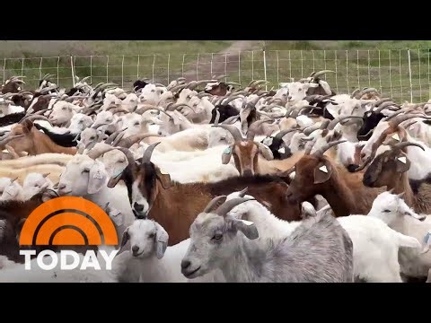 How goats are being used to combat wildfires before they happen