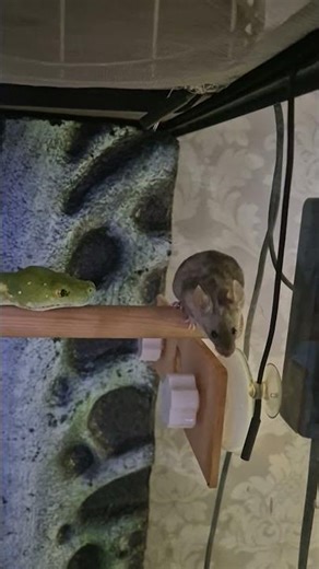 green tree python vs live mouse