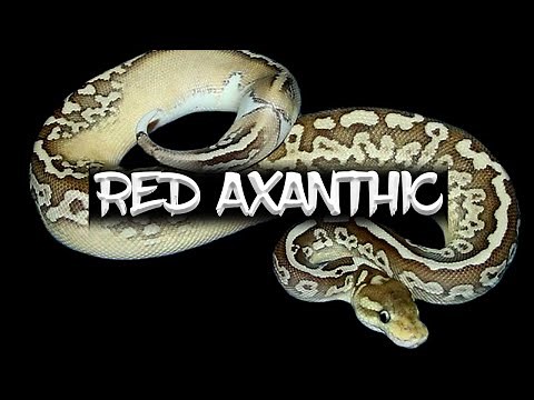 The 'Red Axanthic' Ball Python
