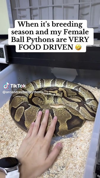 Handling Female Ball Pythons During Breeding Season