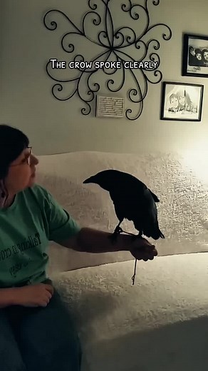 Birds Nature on TikTok