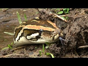 Python stalks Alligator 01 - Dangerous Animals in Florida