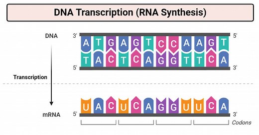 DNA Transcription (RNA Synthesis)- Article, Diagrams and Video