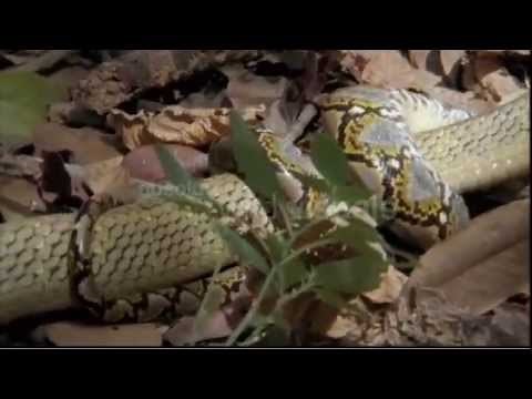 World's Deadliest: King Cobra vs. Reticulated Python