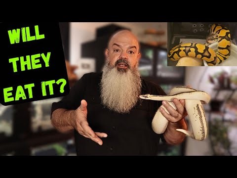 Ball Python Food Swap | Testing New Prey: Mice to Rats, Live to Frozen Thawed