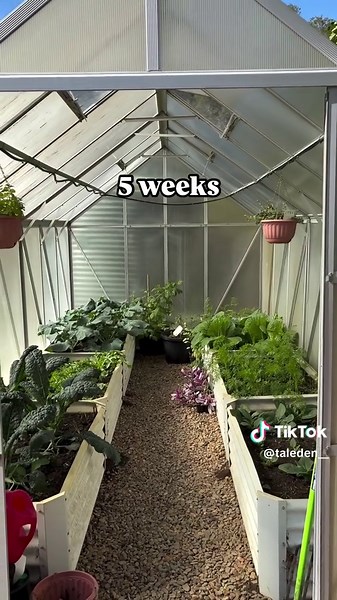 Explosive Growth in Greenhouse Vegetable Garden