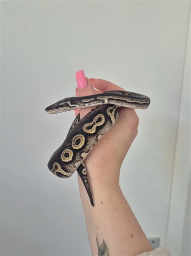 Amazing Progress of a Ball Python!