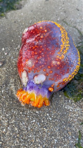 The Sea Apple is quite peculiar! This bright alien-looking being from the ocean like other sea cucumbers, are filter feeders and can eject their intestines as a form of self-defense. In addition to ejecting their intestines - sea apples are capable of releasing a toxin when stressed and needless to say, they aren’t popular tankmates 😵‍💫 | The Untamed Paths